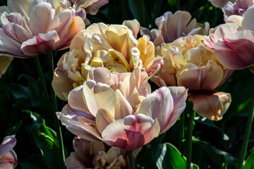 Flower petals macro in sunlight. Vintage floral background with peony tulips in pastel soft old...