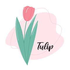 Tulip Flower. Botanical vector illustration. Floral decor for postcard or other print