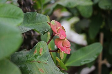 Naklejka na ściany i meble Red Crown Thorns flower, Euphorbia milii (Euphorbia geroldii) grows in a tropical garden