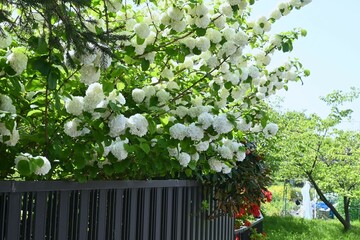Japanese snowball flowers. Adoxaceae deciduous shrub native to Japan. Blooms from April to June.