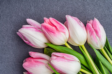 Fototapeta premium white pink tulips on a gray background