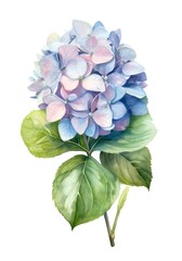 Watercolor illustration of a blue hydrangea flower isolated on white background. Generative AI.