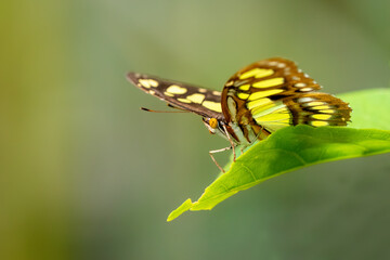 butterfly on leaf