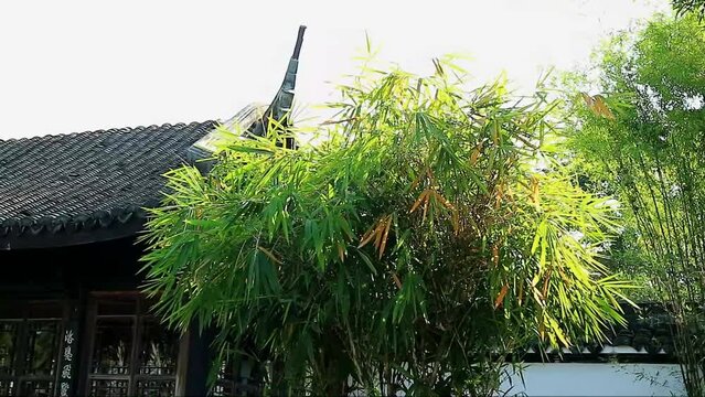 Footage of Bamboo Trees with Traditional Chinese Pavilion in Garden 