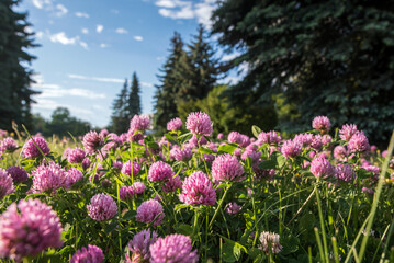 Close up of flowers of wild red clover, Trifolium pratense