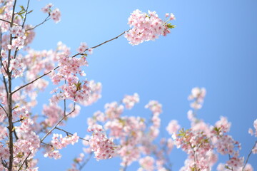 Cherry blossom is blooming