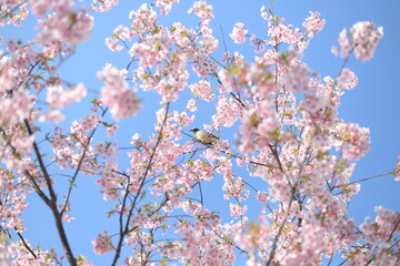 Cherry blossom is blooming