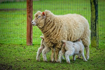 sheep and lambs