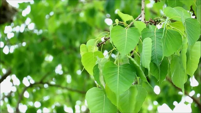 Footage of Vibrant Green Bodhi Tree Foliage in the Gentle Wind