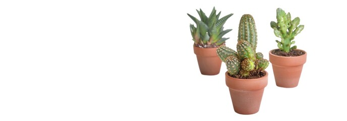 three small cactus in terra cotta pot isolated on white background with copy space