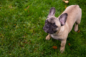 Fototapeta premium French bulldog puppy portrait on the grass palyground.