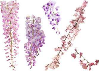 切り抜き透過素材セットー藤と枝垂桜の花