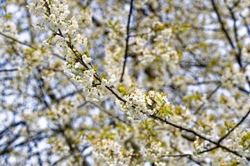 Close-up of white tree blossoms at City of Zürich district Schwamendingen on a cloudy spring day. Photo taken April 7th, 2023, Zurich, Switzerland.