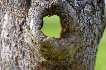 Looking through hole in tree trunk at City of Zürich district Schwamendingen on a cloudy spring day. Photo taken April 7th, 2023, Zurich, Switzerland.