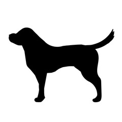 Dog on white background 