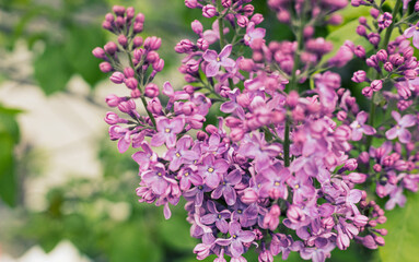 lilac flowers on a branch