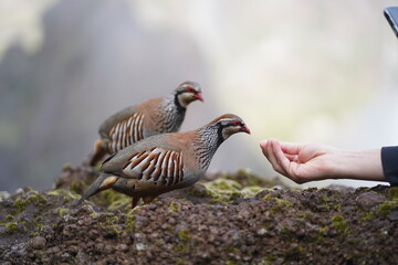 Birds, in the mountains, animals