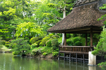 Fototapeta na wymiar 広島 初夏の縮景園を彩るもみじの新緑と茅葺の小屋