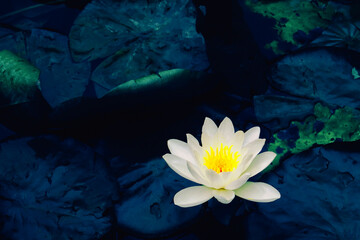 A Water lily in a lake, Germany, Europe