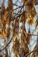 Yellow maple seeds against the blue sky. Macro. Maple branches with golden seeds on a clear sunny day. Close-up. Early spring concept. Bright beautiful nature background