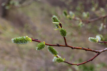 pussy willow Salix caprea, male. Mass flowering of willow cats in early spring with a wonderful bokeh background. Spring concept