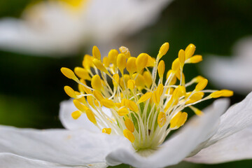 Anemone close-up in the spring forest. Beauty of flowers, nature, naturalness. Sunny summer day, green grass in the park. Anemonoids are frost-free. Bright floral background.