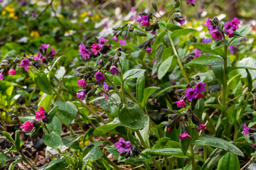 Fototapeta premium Close-up of blooming flowers Pulmonaria mollis in sunny spring day, selective focus .closeup detail of meadow flower - wild healing herb - Pulmonaria mollis
