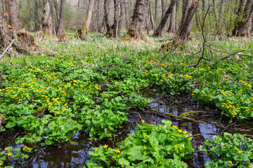 River in a forest park. Plants, moss, green grass. Reflections on water. Spring, early summer. Environment climate ecology ecosystems, pure nature. Idyllic landscape. High angle view