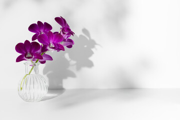 Blooming sprig of purple orchid in transparent vase on white background, copy space, horizontal photo. Flower silhouette and barely visible shadow spots on wall. Orchidaceae, minimalist aesthetic.