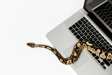 Python snake and laptop computer. Concept of using high-level programming language for software...