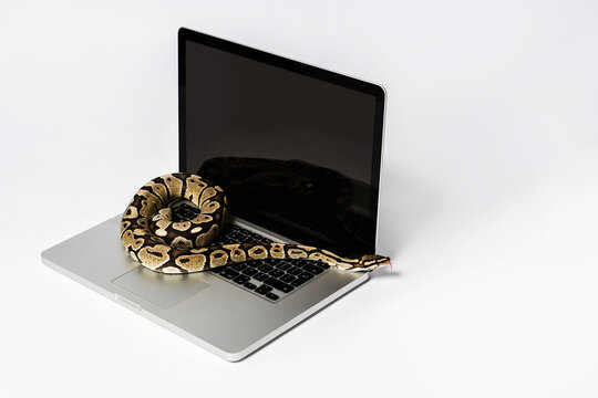 Python snake and laptop computer. Concept of using high-level programming language for software engineering.