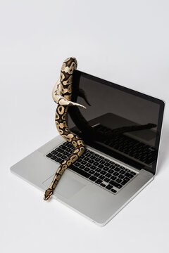 Python snake and laptop computer. Concept of using high-level programming language for software engineering.