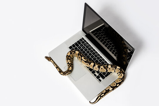 Python snake and laptop computer. Concept of using high-level programming language for software engineering.