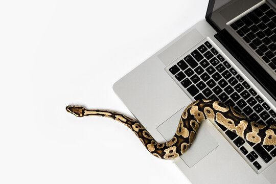 Python snake and laptop computer. Concept of using high-level programming language for software engineering.