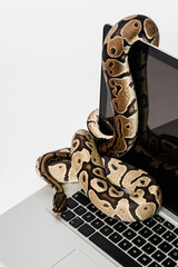 Python snakes and laptop computer. Concept of using high-level programming language for software...