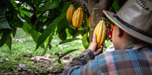 Cocoa farmer uses pruning shears to cut the cocoa pods or fruit ripe yellow cacao from the cacao...