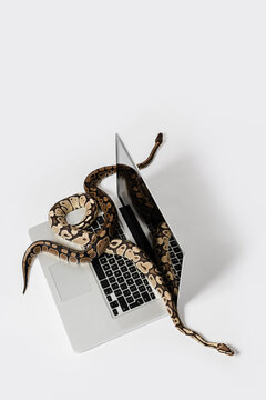 Python snakes and laptop computer. Concept of using high-level programming language for software engineering.