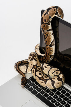Python snakes and laptop computer. Concept of using high-level programming language for software engineering.