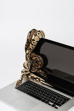 Python snakes and laptop computer. Concept of using high-level programming language for software engineering.