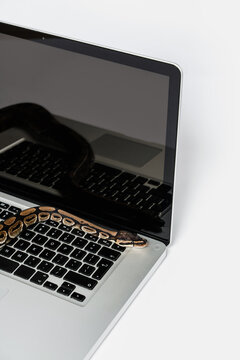 Python snakes and laptop computer. Concept of using high-level programming language for software engineering.