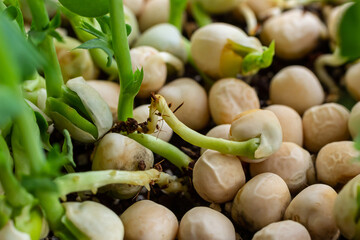 Fresh micro greens growing peas sprouts for healthy salad. Fresh natural organic product
