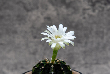 close up of cactus flowers
