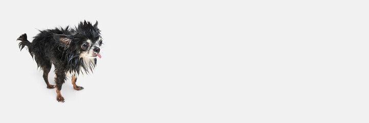 Small dog, little, cute chihuahua standing with wet fur after bath against white background. Concept of domestic animal, care, grooming, pets love, animal life. Copy space for ad. Banner