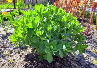 The stonecrop is prominent. Young green shoots. Perennial herbaceous succulent plant. Sedum Autumn Joy.
