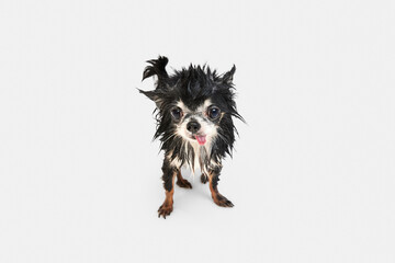 Small dog, little, cute chihuahua with tongue sticking out standing with wet fur after bath against white background. Concept of domestic animal, care, grooming, animal life. Copy space for ad.