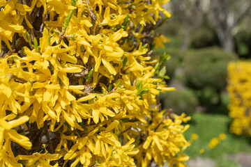 Macro Photo of Forsythia Flowers, Yellow Blooming Texture on Blue Sky Background, Flowering Forsythia