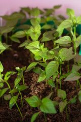 seedlings growing in the garden