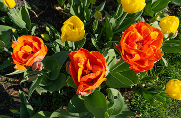 Obraz na płótnie Canvas Red Tulips Outdoor, Spring Tulipa Flowers
