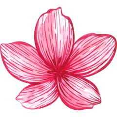 Pink watercolor flower. Hand drawn botanical illustration