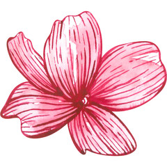 Pink watercolor flower. Hand drawn botanical illustration